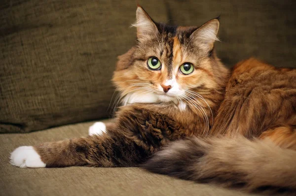 Дорослий кіт. Прекрасне багатокольорове пальто. Кіт лежить на дивані . — стокове фото