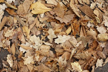 Düşmüş kuru sonbahar yapraklarının sarı ve parlak arka plan