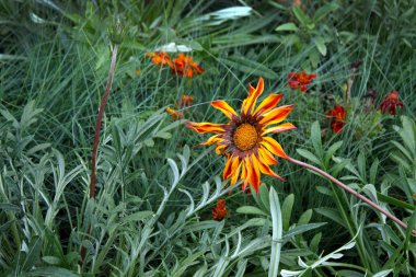 yeşil yaprakları bir arka plan üzerinde güzel sarı parlak çiçek