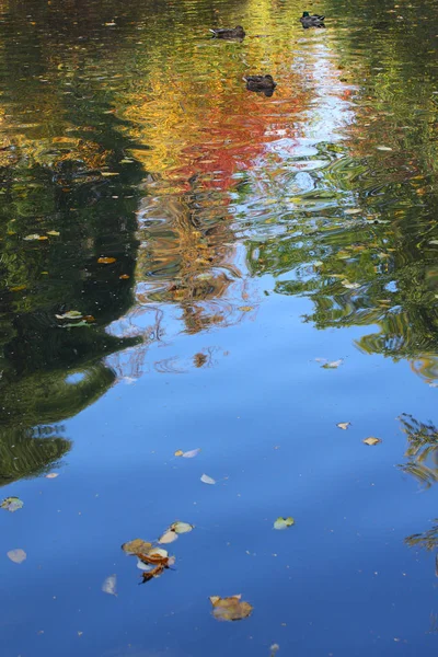 Autumn leaves fall in the pond. Autumn leaves in the water. Beautiful reflection of trees