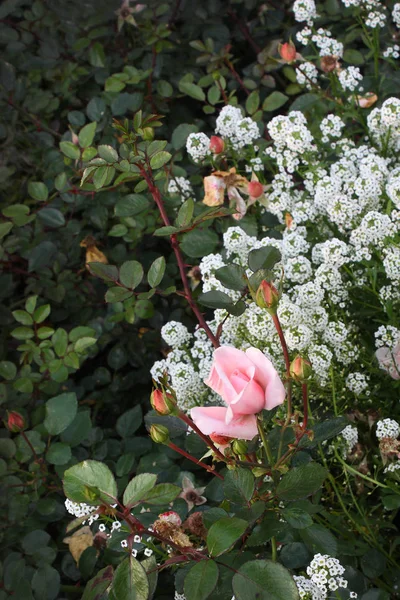 Wilde roos. Koraal Rose bloem in een rozentuin. — Stockfoto
