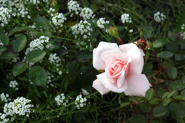 野玫瑰玫瑰园中的珊瑚玫瑰花. — 图库照片