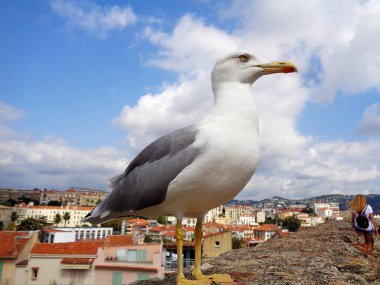 bir martı kırmızı bir kiremit bir çatı arka plan karşı bir duvara oturur. Güzel