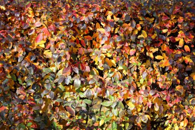 bright multi-colored foliage. Autumn bush. Beautiful background,