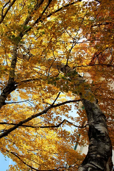 햇빛 이 나무를 뚫고 가을 숲으로 들어갔습니다. 아름답고 큰 자작나무. — 스톡 사진