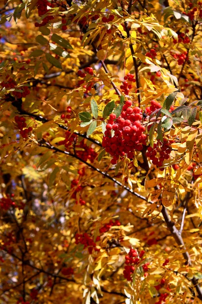 Belos ramos de outono rowan. Um grande buquê de bagas rowan vermelho brilhante. Folhagem amarela — Fotografia de Stock