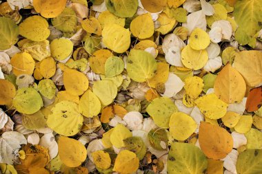 Sonbahar renkli yaprakları olan bir arka plan. Boşluğu kopyala