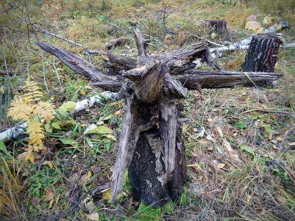Vieux tronc d'arbre. Un arbre mort. Vieille souche. Forêt d'automne . — Photo