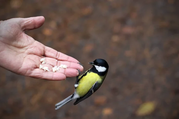 Vogel tiet close-up op de menselijke hand in de herfst stad Park — Stockfoto