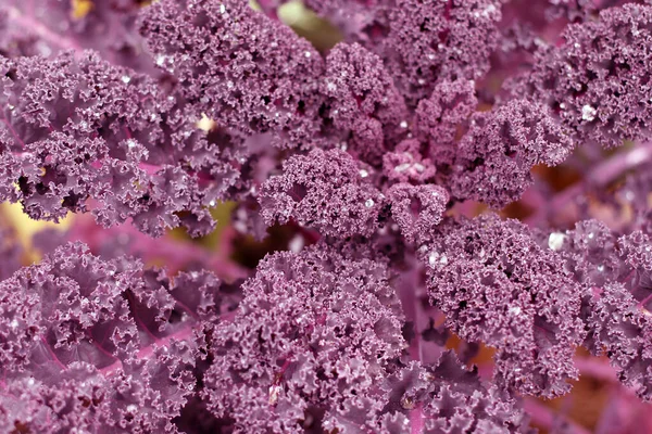 Διακοσμητικό λάχανο Nagoya Ιαπωνία Brassica oleracea. Μεγάλος θάμνος ροζ χρώματος. — Φωτογραφία Αρχείου