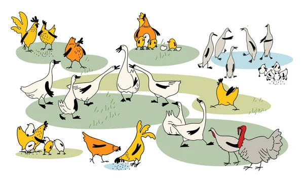 Kümes hayvanları deposu. Eğlenceli vektör çizimleri. Çizgi film tarzında tavuklar, horozlar, tavuklar, kazlar, ördekler, hindiler..
