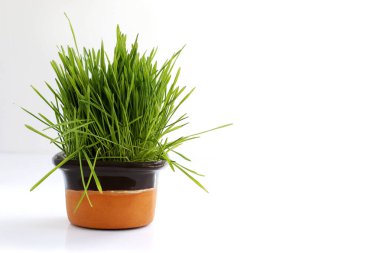 Beyaz arka planda çiçek saksısında kedi otu, kedi nanesi. Boşluğu kopyala