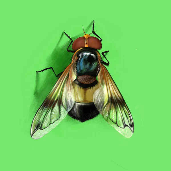 Piękna Mucha Bumblebee Granulki Volucella Mucha Jest Izolowana Zielonym Tle — Zdjęcie stockowe