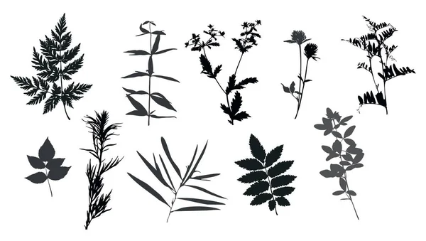 Botanik elementlerden oluşan siluetler. Herbaryum. Yapraklı dallar, bitkiler, yabani bitkiler. Bahçe ve orman yaprak ve çimen koleksiyonu. Beyaz arkaplanda vektör illüstrasyonu.
