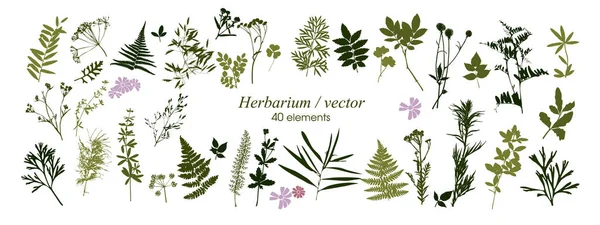 Botanik elementlerden oluşan siluetler. Herbaryum. Yapraklı dallar, bitkiler, yabani bitkiler, ağaçlar. Bahçe ve orman yaprak ve çimen koleksiyonu. Beyaz arkaplanda vektör illüstrasyonu.