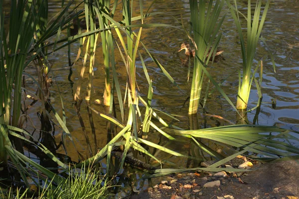 Duck Lake Sunny Day Reeds Shore Beautiful Sunlight Water Leaves — Stock Photo, Image