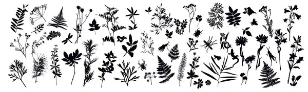 Botanik elementler ve böceklerden oluşan siluetler. Herbaryum. Çimenler, çiçekler, yabani bitkiler. Böcek, kertenkele, yusufçuk. Beyaz arkaplanda vektör illüstrasyonu