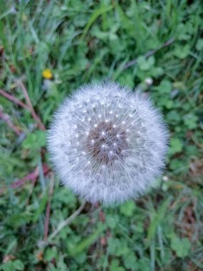 Yeşil çim bir arka plan üzerinde kabarık karahindiba