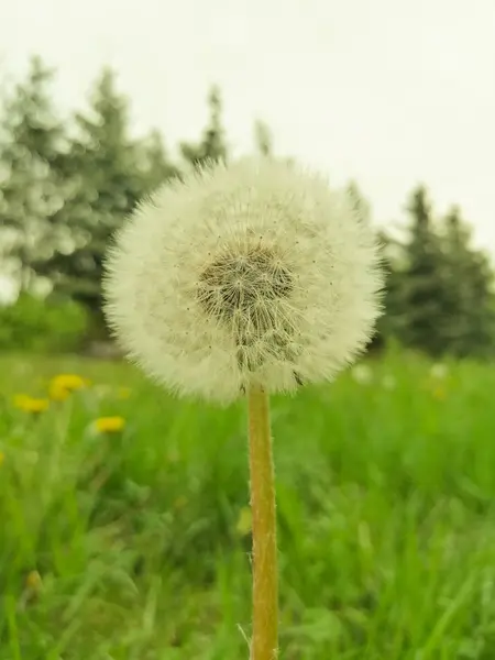 Pluizig Paardebloem Een Achtergrond Van Groen Gras — Stockfoto