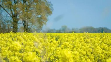 Kolza tohumu (Yağlı Tohum Tecavüz) çiçek alan, Nisan, İngiltere