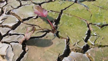 Kurumuş bir nehir yatağında çatlak çamurdan büyüyen bitki