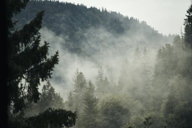 Sisin altında erken orman                               