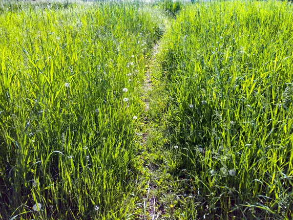 The way to natural (without genetically modified organisms) agriculture, farming and livestock. Forest path through the meadow. Road through a rustic meadow.