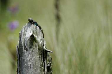 Kertenkele davetsiz misafiri izliyor. Meksika.