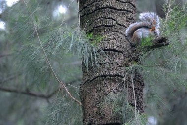 Ormanda bir ağaçta sincap. Meksika.