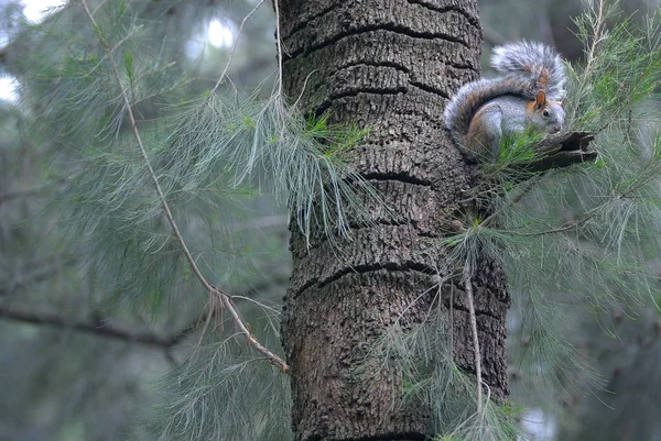Ormanda bir ağaçta sincap. Meksika.