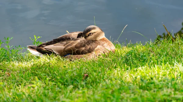 Ördekler göletin kıyısında dinleniyor. Moskova 'daki Novodevichy Manastırı' nın yanına park et..