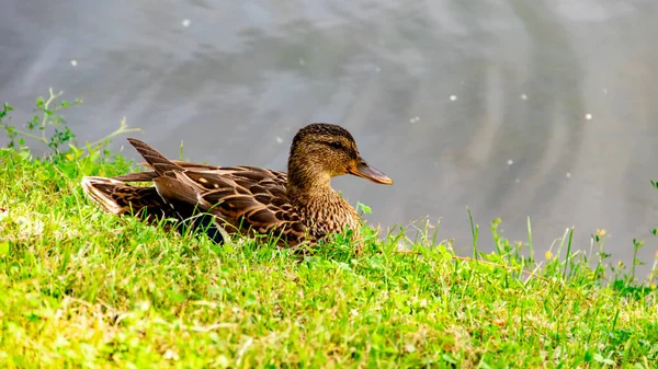 Ördekler göletin kıyısında dinleniyor. Moskova 'daki Novodevichy Manastırı' nın yanına park et..
