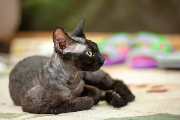 Preto Devonrex Gato Chamado Kuzya — Fotografia de Stock