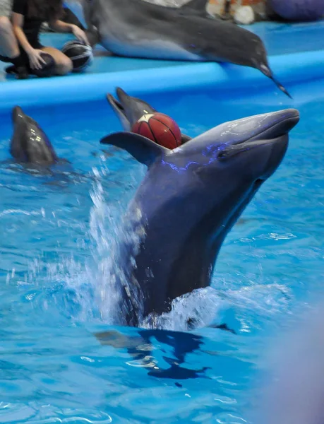 Дельфін Аквапарку Під Час Виступу — стокове фото
