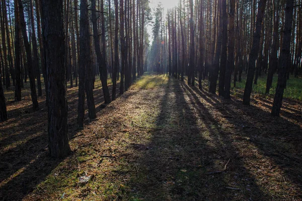 Pădure Într Însorită — Fotografie, imagine de stoc