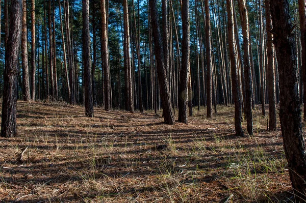 Luz Sombra Entre Los Pinos2 — Foto de Stock