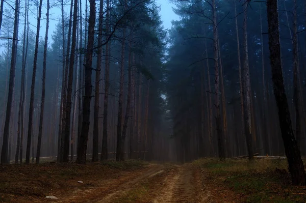 Fog Morning Autumn Forest9 — Stock Photo, Image