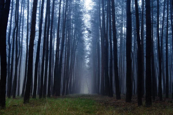 Sabahın Sisi Sonbahar Ormanı — Stok fotoğraf