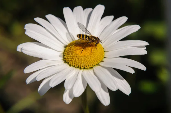 Bir Yaz Kulübesinde Papatya Çayı Arı — Stok fotoğraf