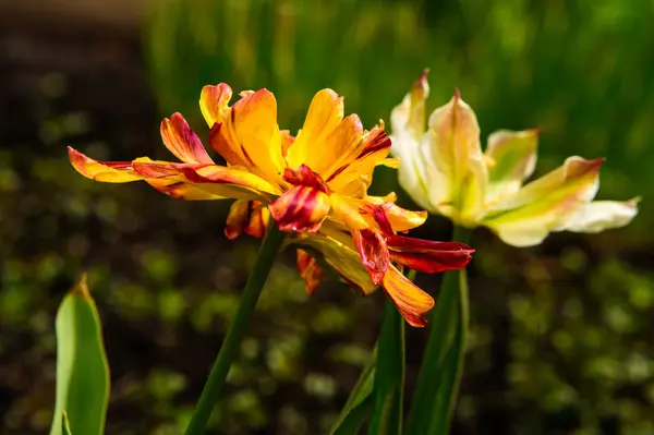 Twee Kleurrijke Tulpen Tuin — Stockfoto