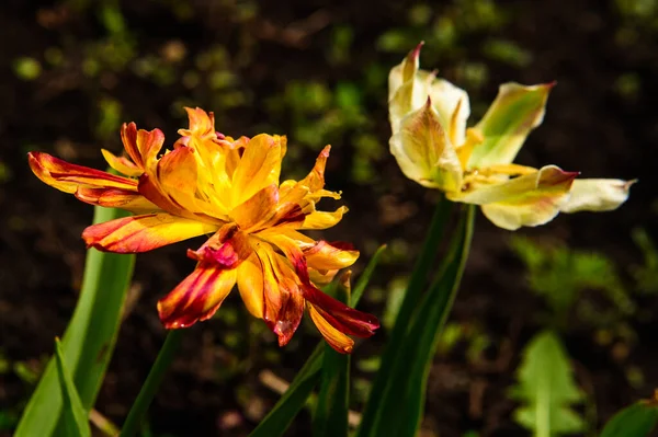 Twee Veelkleurige Tulpen Tuin — Stockfoto