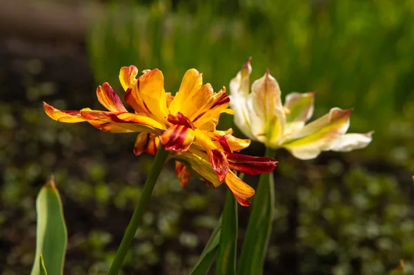 Twee Veelkleurige Tulpen Tuin1 — Stockfoto