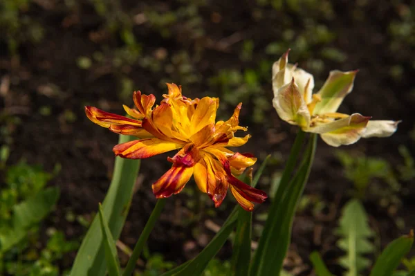 Twee Veelkleurige Tulpen Tuin — Stockfoto