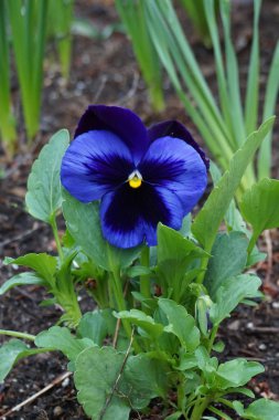 Bahçede tek bir çiçek