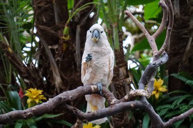 Bir çiçek ile bir ağaçta Macaw
