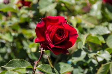 Bir bahçe içinde tek bir kırmızı gül
