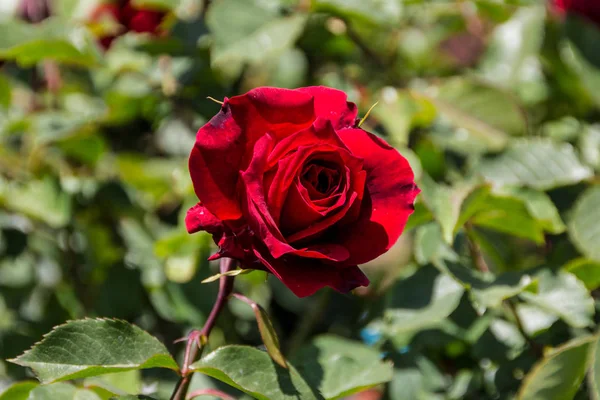 Bir bahçe içinde tek bir kırmızı gül