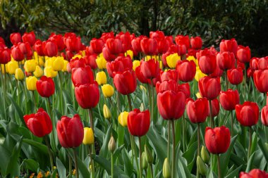 Çayırda Kırmızı ve Sarı Laleler