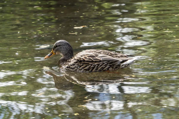 Pato Fêmea Solitário Água — Fotografia de Stock