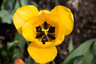 Büyük sarı bir çiçeğin ortasına bakmak